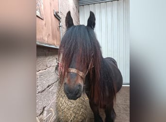 Tinker, Stute, 2 Jahre, 112 cm, Rappe
