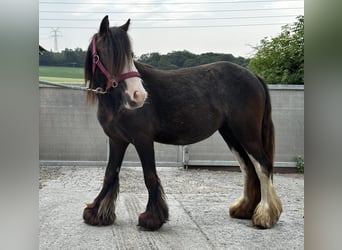 Tinker, Stute, 2 Jahre, 115 cm, Rappe