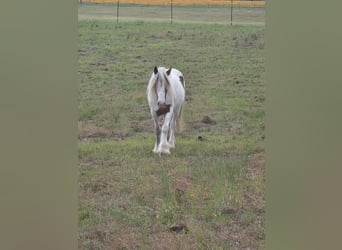 Tinker, Stute, 2 Jahre, 132 cm, Tobiano-alle-Farben