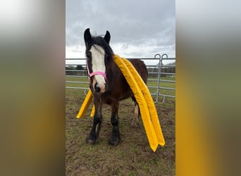 Tinker, Stute, 2 Jahre, 142 cm, Brauner