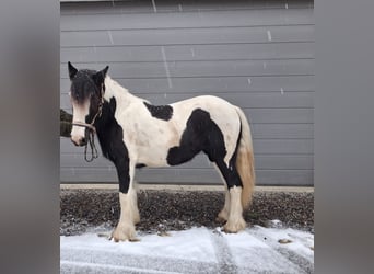 Tinker, Stute, 2 Jahre, 150 cm