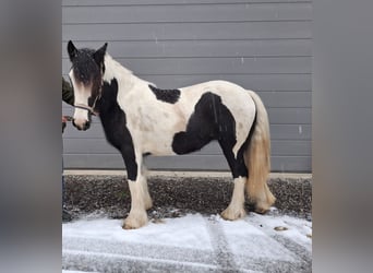 Tinker, Stute, 2 Jahre, 150 cm