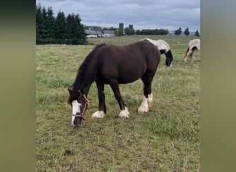 Tinker, Stute, 2 Jahre, 150 cm, Schecke