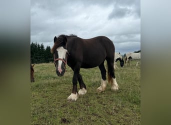Tinker, Stute, 2 Jahre, 150 cm, Schecke