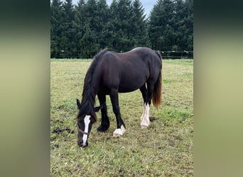 Tinker, Stute, 2 Jahre, 150 cm, Schecke