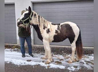 Tinker, Stute, 2 Jahre, 155 cm