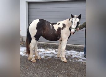 Tinker, Stute, 2 Jahre, 155 cm