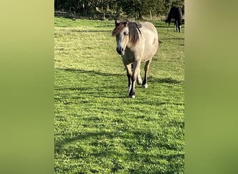 Tinker Mix, Stute, 3 Jahre, 125 cm, Buckskin