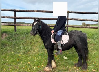 Tinker, Stute, 3 Jahre, 125 cm, Rappe