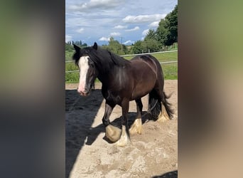 Tinker Mix, Stute, 3 Jahre, 130 cm, Dunkelbrauner