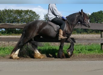 Tinker, Stute, 3 Jahre, 134 cm, Brauner