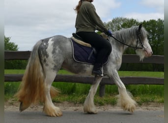 Tinker, Stute, 3 Jahre, 134 cm, Roan-Blue