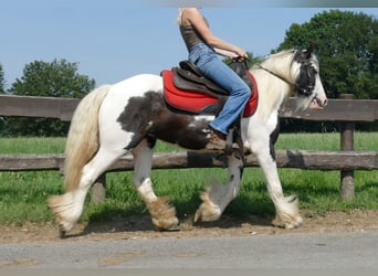 Tinker, Stute, 3 Jahre, 135 cm, Schecke