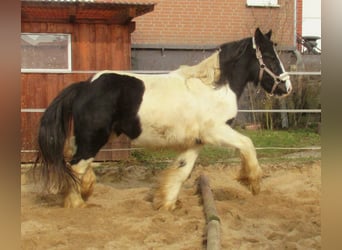 Tinker, Stute, 3 Jahre, 135 cm, Schecke