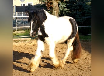 Tinker, Stute, 3 Jahre, 135 cm, Schecke