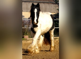 Tinker, Stute, 3 Jahre, 135 cm, Schecke