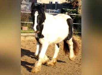 Tinker, Stute, 3 Jahre, 135 cm, Schecke