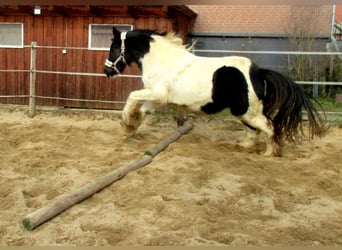 Tinker, Stute, 3 Jahre, 135 cm, Schecke