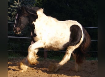 Tinker, Stute, 3 Jahre, 135 cm, Schecke