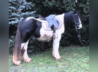 Tinker, Stute, 3 Jahre, 135 cm, Schecke