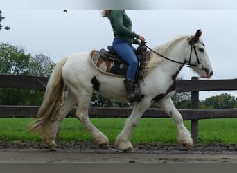 Tinker, Stute, 3 Jahre, 137 cm, Schecke
