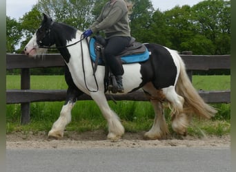 Tinker, Stute, 3 Jahre, 139 cm, Schecke