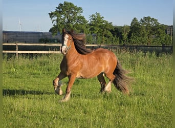 Tinker, Stute, 3 Jahre, 140 cm, Brauner