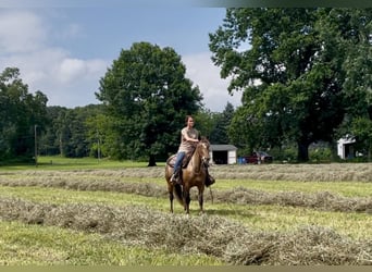 Tinker Mix, Stute, 3 Jahre, 140 cm