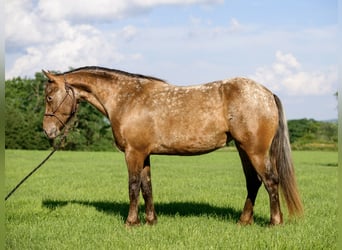 Tinker Mix, Stute, 3 Jahre, 140 cm