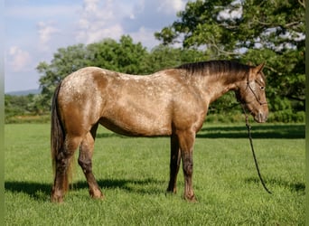 Tinker Mix, Stute, 3 Jahre, 140 cm