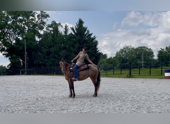 Tinker Mix, Stute, 3 Jahre, 140 cm