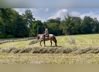 Tinker Mix, Stute, 3 Jahre, 140 cm