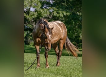 Tinker Mix, Stute, 3 Jahre, 140 cm