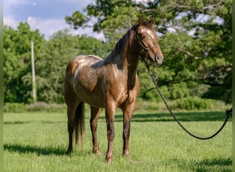 Tinker Mix, Stute, 3 Jahre, 140 cm