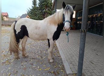 Tinker Mix, Stute, 3 Jahre, 141 cm, Schecke