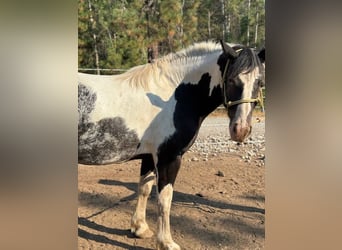 Tinker Mix, Stute, 3 Jahre, 142 cm, Rappe