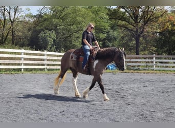 Tinker Mix, Stute, 3 Jahre, 145 cm, Grullo