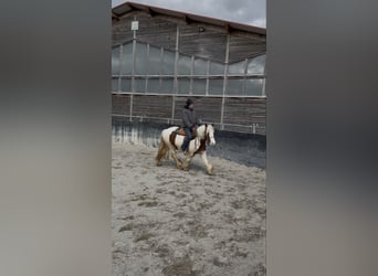 Tinker, Stute, 3 Jahre, 145 cm, Schecke