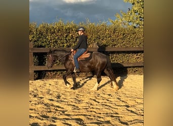 Tinker, Stute, 3 Jahre, 147 cm, Rappe