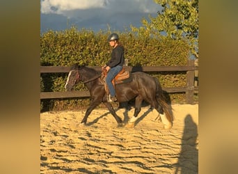 Tinker, Stute, 3 Jahre, 147 cm, Rappe