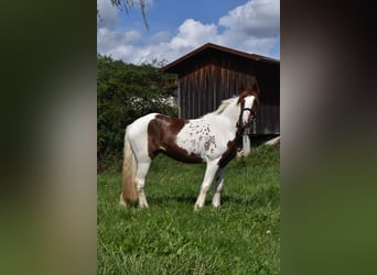 Tinker, Stute, 3 Jahre, 147 cm, Schecke