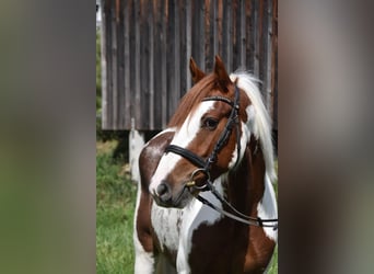 Tinker, Stute, 3 Jahre, 147 cm, Schecke