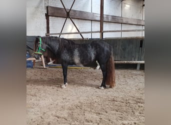 Tinker, Stute, 3 Jahre, 148 cm