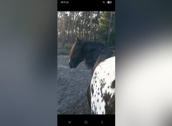 Tinker, Stute, 3 Jahre, 152 cm