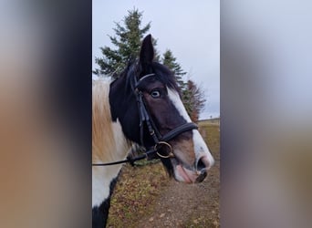 Tinker, Stute, 3 Jahre, 155 cm, Schecke