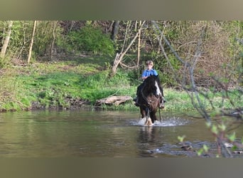 Tinker, Stute, 3 Jahre, Rappe