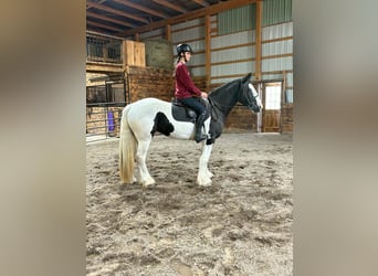 Tinker, Stute, 3 Jahre, Schecke