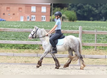 Tinker, Stute, 4 Jahre, 117 cm, Blauschimmel