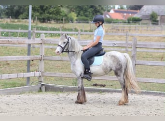 Tinker, Stute, 4 Jahre, 117 cm, Blauschimmel