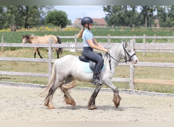 Tinker, Stute, 4 Jahre, 117 cm, Blauschimmel